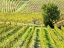 Picture of ITALY-CHIANTI VINEYARD IN AUTUMN IN THE CHIANTI REGION OF TUSCANY