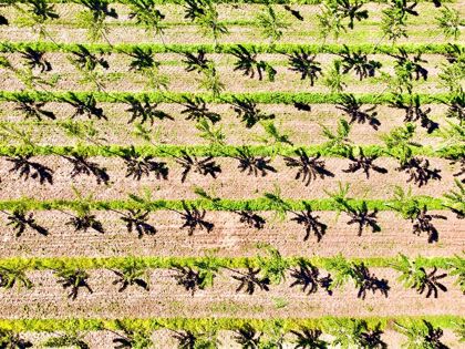 Picture of ITALY-MANTUA-POPLAR TREE PLANTATION-POPLAR TREES ARE USED TO PRODUCE PULP FOR PAPER MAKING