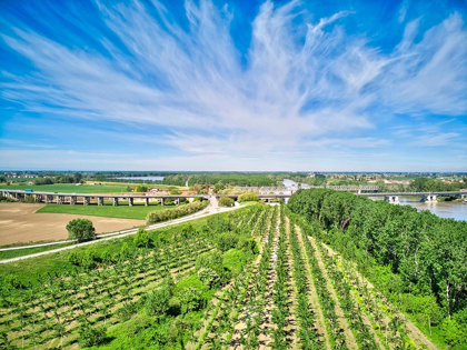 Picture of ITALY-MANTUA-POPLAR TREE PLANTATION-POPLAR TREES ARE USED TO PRODUCE PULP FOR PAPER MAKING