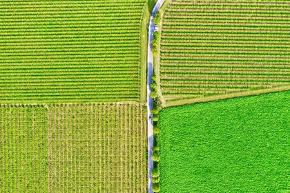 Picture of ITALY-VALPOLICELLA VINEYARDS