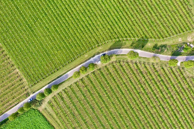 Picture of ITALY-VALPOLICELLA VINEYARDS