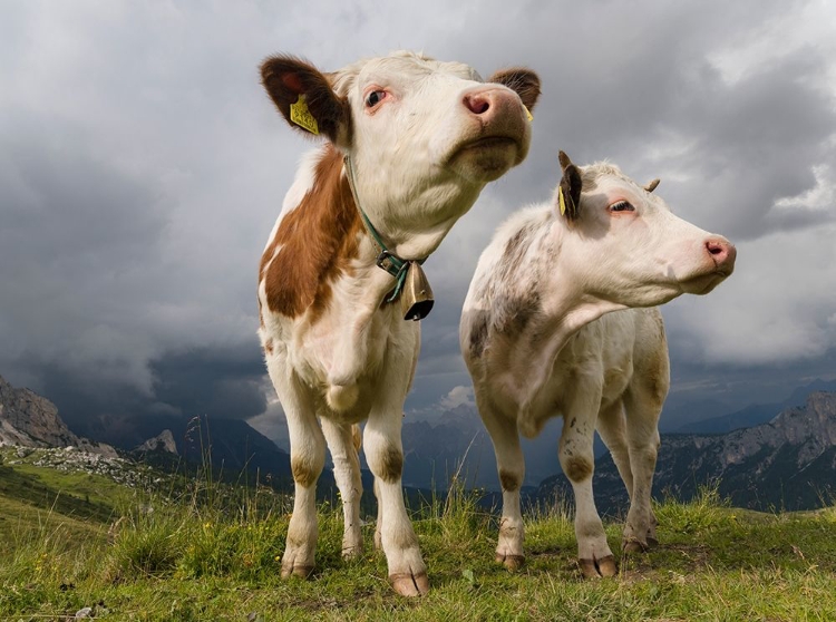 Picture of COWS ON ALPINE PASTURE DOLOMITES AT PASSO GIAU ITALY