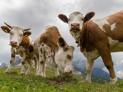 Picture of COWS ON ALPINE PASTURE DOLOMITES AT PASSO GIAU ITALY