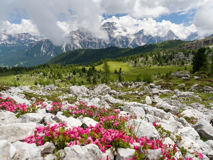 Picture of CRODA DA LAGO IN THE DOLOMITES OF THE VENETO NEAR CORTINA DAMPEZZO-VIEW TOWARDS SORAPIS 