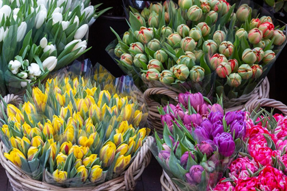 Picture of NETHERLANDS-AMSTERDAM TULIP BOUQUETS ON DISPLAY BY VENDOR 