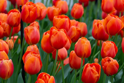 Picture of NETHERLANDS-HOLLAND ORANGE TULIPS AT KEUKENHOF GARDENS 