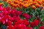 Picture of NETHERLANDS RED TULIPS AT KEUKENHOF GARDENS 