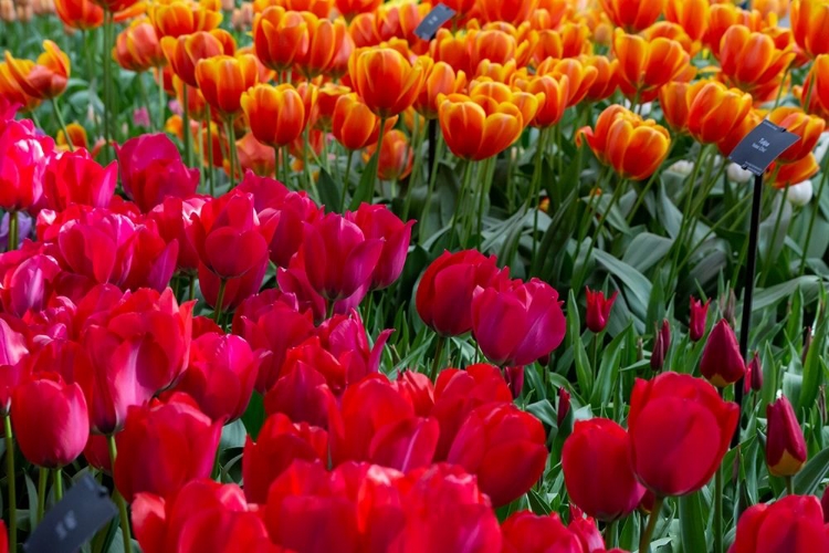 Picture of NETHERLANDS RED TULIPS AT KEUKENHOF GARDENS 