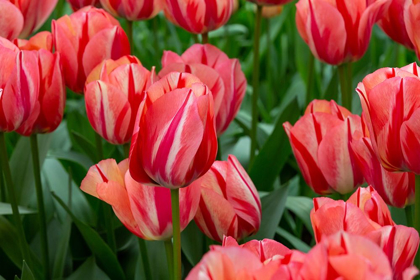 Picture of NETHERLANDS-HOLLAND PINK TULIPS AT KEUKENHOF GARDENS 