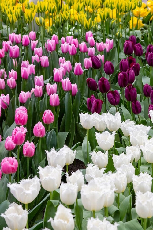 Picture of NETHERLANDS-HOLLAND TULIP DISPLAY AT KEUKENHOF GARDENS 