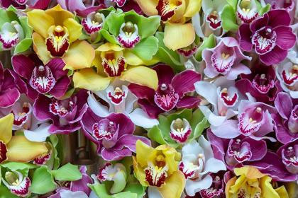 Picture of NETHERLANDS ORCHIDS ON DISPLAY AT KEUKENHOF GARDENS 