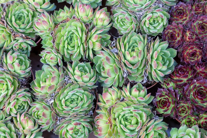 Picture of NETHERLANDS-AMSTERDAM CLOSE-UP OF SUCCULENTS 
