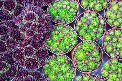 Picture of NETHERLANDS-AMSTERDAM CLOSE-UP OF SUCCULENTS 