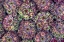 Picture of NETHERLANDS-AMSTERDAM CLOSE-UP OF SUCCULENTS 