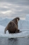 Picture of NORWAY-SVALBARD-NORDAUSTLANDET-AUSTFONNA WALRUS ON ICE