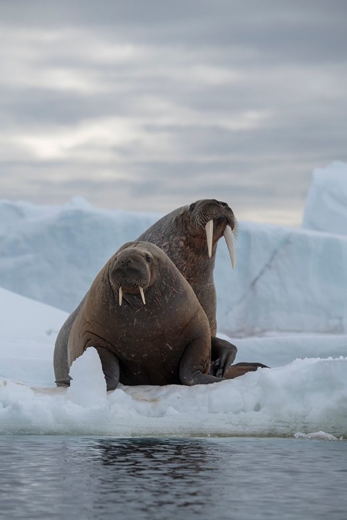 Picture of NORWAY-SVALBARD-NORDAUSTLANDET-AUSTFONNA WALRUS ON ICE