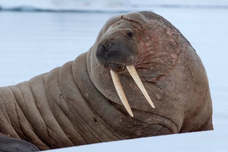 Picture of NORWAY-SVALBARD-NORDAUSTLANDET-AUSTFONNA WALRUS ON ICE