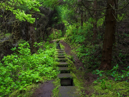 Picture of LEVADA-TRADITIONAL IRRIGATION CHANNEL NEAR CABECO GORDO IN DENSE FOREST 