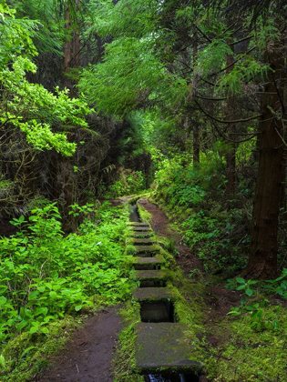 Picture of LEVADA-TRADITIONAL IRRIGATION CHANNEL NEAR CABECO GORDO IN DENSE FOREST 