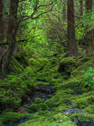 Picture of FOREST NEAR CABECO GRODO FAIAL ISLAND-AN ISLAND IN THE AZORES IN THE ATLANTIC OCEAN 
