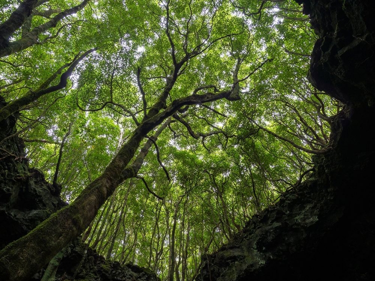 Picture of LAVA TUBE GRUTA DAS TORRES-COLLAPSED CEILING PICO ISLAND