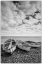 Picture of SPAIN-CANARY ISLANDS-FUERTEVENTURA ISLAND-POZO NEGRO-FISHING BOATS
