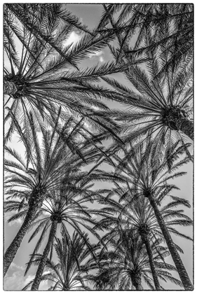 Picture of SPAIN-CANARY ISLANDS-GRAN CANARIA ISLAND-MASPALOMAS-PALM TREE CANOPY