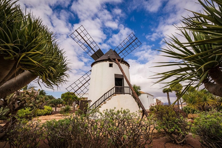 Picture of CANARY ISLANDS-FUERTEVENTURA ISLAND-ANTIGUA-TRADITIONAL ISLAND WINDMILL