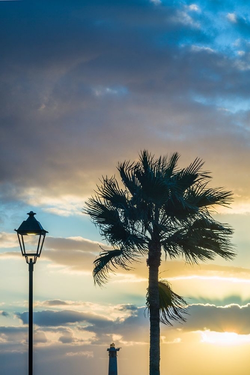 Picture of CANARY ISLANDS-FUERTEVENTURA ISLAND-MORRO JABLE-PLAYA DEL MATORRAL BEACH-PALM TREE-STREETLIGHT