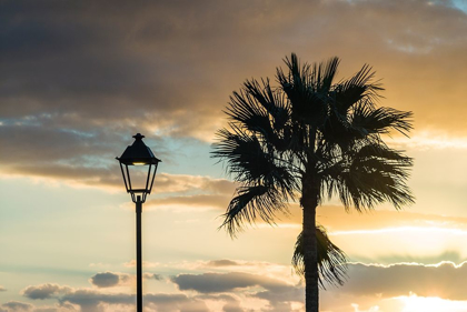 Picture of CANARY ISLANDS-FUERTEVENTURA ISLAND-MORRO JABLE-PLAYA DEL MATORRAL BEACH-PALM TREE