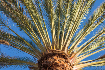 Picture of CANARY ISLANDS-FUERTEVENTURA ISLAND-MORRO JABLE-PLAYA DEL MATORRAL BEACH-PALM TREE