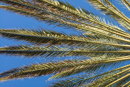 Picture of CANARY ISLANDS-FUERTEVENTURA ISLAND-MORRO JABLE-PLAYA DEL MATORRAL BEACH-PALM TREE