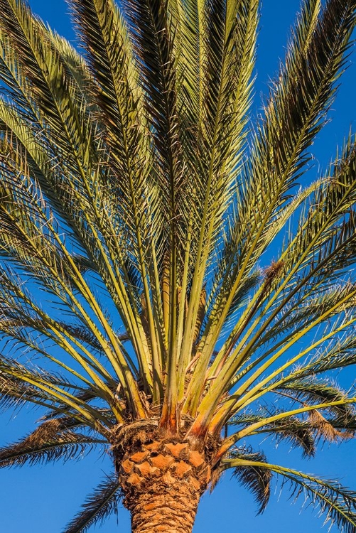 Picture of CANARY ISLANDS-FUERTEVENTURA ISLAND-MORRO JABLE-PLAYA DEL MATORRAL BEACH-PALM TREE