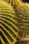 Picture of CANARY ISLANDS-FUERTEVENTURA ISLAND-CALETA DE FUSTE-BEACHFRONT CACTUS