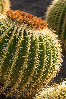 Picture of CANARY ISLANDS-FUERTEVENTURA ISLAND-CALETA DE FUSTE-BEACHFRONT CACTUS