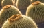 Picture of CANARY ISLANDS-FUERTEVENTURA ISLAND-CALETA DE FUSTE-BEACHFRONT CACTUS