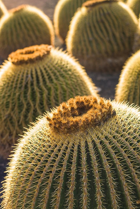 Picture of CANARY ISLANDS-FUERTEVENTURA ISLAND-CALETA DE FUSTE-BEACHFRONT CACTUS