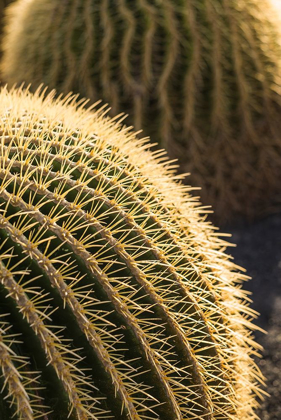 Picture of CANARY ISLANDS-FUERTEVENTURA ISLAND-CALETA DE FUSTE-BEACHFRONT CACTUS