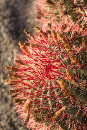 Picture of CANARY ISLANDS-FUERTEVENTURA ISLAND-CALETA DE FUSTE-BEACHFRONT CACTUS