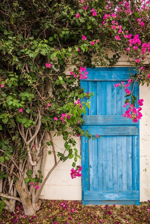 Picture of CANARY ISLANDS-FUERTEVENTURA ISLAND-LA OLIVA-BLUE DOOR OF GARDEN SHED