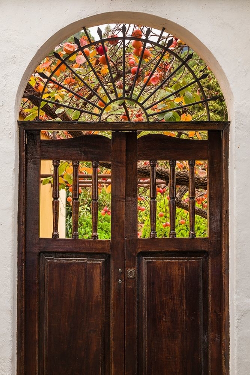 Picture of CANARY ISLANDS-LA PALMA ISLAND-SANTA CRUZ DE LA PALMA-PERSIMMON FRUIT GARDEN