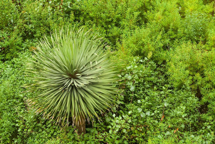 Picture of CANARY ISLANDS-LA PALMA ISLAND-SANTA CRUZ DE LA PALMA-HILLSIDE VEGETATION