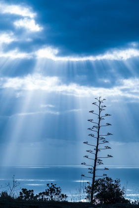 Picture of CANARY ISLANDS-LA PALMA ISLAND-SANTA CRUZ DE LA PALMA-DRAMATIC SKY AND TREE