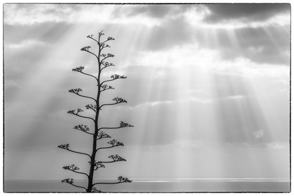 Picture of CANARY ISLANDS-LA PALMA ISLAND-SANTA CRUZ DE LA PALMA-DRAMATIC SKY AND TREE