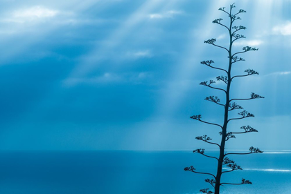 Picture of CANARY ISLANDS-LA PALMA ISLAND-SANTA CRUZ DE LA PALMA-DRAMATIC SKY AND TREE