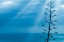 Picture of CANARY ISLANDS-LA PALMA ISLAND-SANTA CRUZ DE LA PALMA-DRAMATIC SKY AND TREE