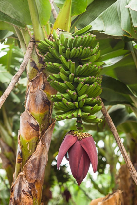 Picture of CANARY ISLANDS-LA PALMA ISLAND-SAN ANDRES-BANANA FLOWER