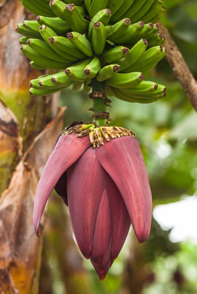 Picture of CANARY ISLANDS-LA PALMA ISLAND-SAN ANDRES-BANANA FLOWER