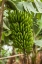 Picture of CANARY ISLANDS-LA PALMA ISLAND-SAN ANDRES-BANANAS