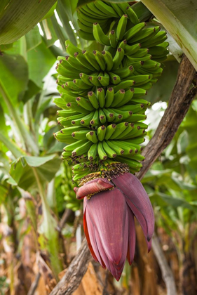 Picture of CANARY ISLANDS-LA PALMA ISLAND-SAN ANDRES-BANANA FLOWER